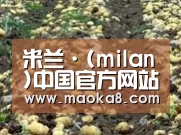 种植基地八(图1)